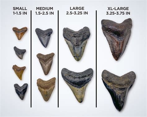 megalodon tooth value chart.